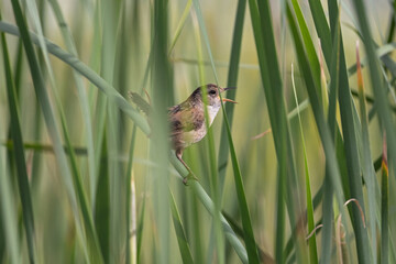 Marsh Wren singing in the reeds