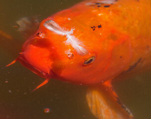 A Koi fish coming to the surface under a white feather in a pond