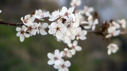 Fleurs sur un arbre