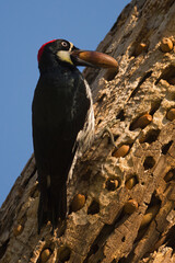 Acorn Woodpecker with acorn 