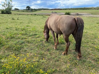 Brown horse grazing in a meadow in, Tong, Bradford, Yorkshire,