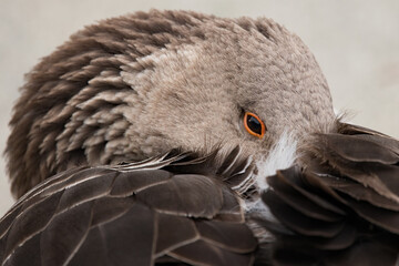 American Buff Goose close up