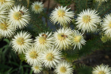 Closeup of blooming white petal and yellow pollen flowers with small bee sucking nectar in the garden. Beautiful floral and insect for blurred background.