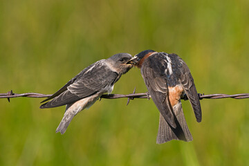 American Cliff Swallow feeding insects to juvenile