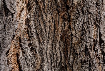 Bark of old oak tree
