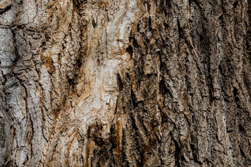 Bark of old oak tree