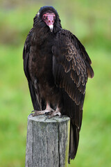 American Turkey Vulture perching on a post