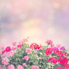 colorful geranium flowers in the garden - obrazy, fototapety, plakaty