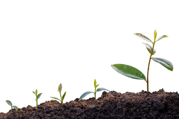 Green plants before growing into trees. germinating seedling step sprout grows from soil isolated on white background with clipping path. Nature ecology and growth concept with copy space.