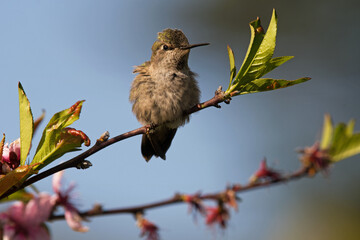 Anna's hummingbird female perched on a branch