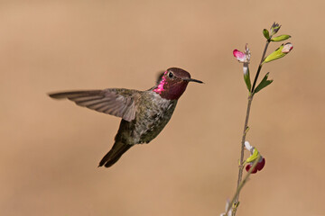 Anna's Hummingbird male approaches flowers