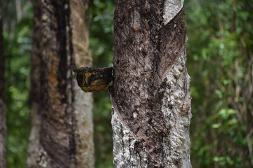 Rubber trees that are harvested