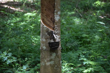 Rubber trees that are harvested