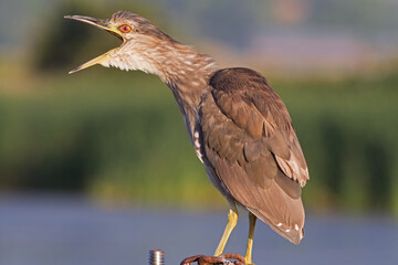 Black-crowned night heron neck stretch