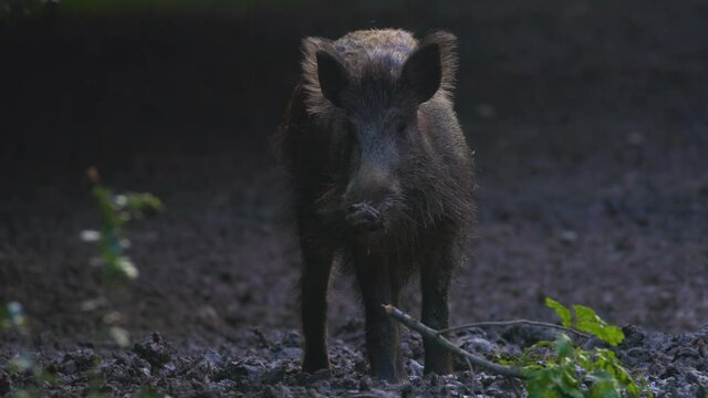 A large wild boar in a natural environment looking for food.