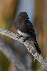 Black Phoebe perched on a tree branch