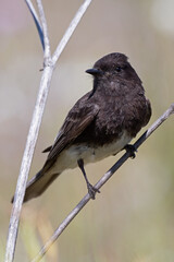 Black Phoebe on a dried fennel plant