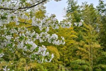 竹林バックに満開の桜咲く情景