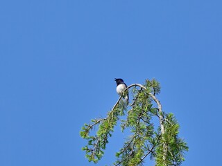 木のてっぺんで大声で鳴くオオルリ オス