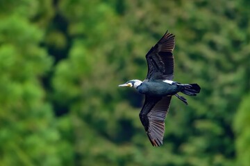 グリーンバックに飛ぶ婚姻色のカワウ