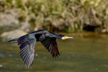優雅に飛ぶカワウの飛翔シーン