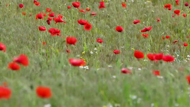 Wind in a beautiful colorful red poppy flowers on the meadow. Light breeze, motion video.