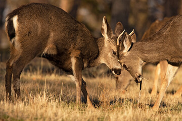 Black-tailed deer young bucks sparring in the woods