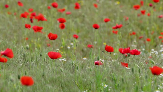 Wind in a beautiful colorful red poppy flowers on the meadow. Light breeze, motion video, selective focus.