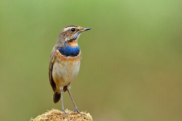 Beautiful little brown bird with velvet blue hair on its chest standing on mossy grass over bright green background, male of bluethroat (Luscinia svecica)