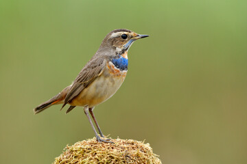 Beautiful nature in the wild, little brown bird with velvet blue hair on its chest standing on mossy grass, male of bluethroat (Luscinia svecica)