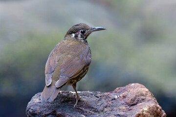 Back view profile of Dark-sided Thrush (Zoothera marginata) the dark stripe brown bird with long bill calmly perching on clean rock in nature