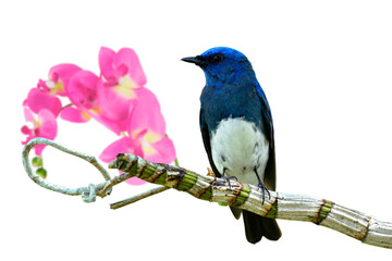 Beautiful blue and white bird perching on wild pink orchid flower isolated on white background, Zappey's flycatcher (Cyanoptila cumatilis)