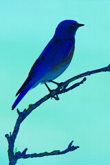 Bluebird on a branch creative