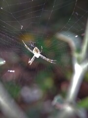 Poisonous spider inside green leaf. Arachnophobia concept, fear of spider. Spider bite or fingering. Spider on spider web. Jumping Spider.