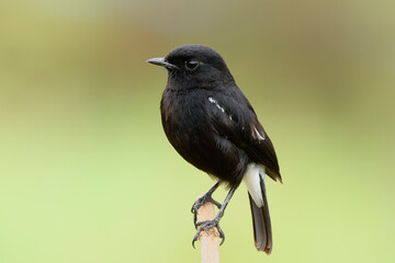Beautiful calm black bird with white mark on its tail perching on dried stick over soft sunlight in brown tone background, male of Pied bushchat (Saxicola caprata)