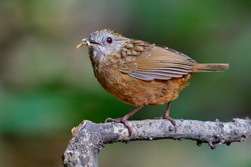 Beautiful camouflage brown bird carrying meal worm while perching on wooden stick in its habitation living area, Streaked wren-babbler (Napothera brevicaudata)