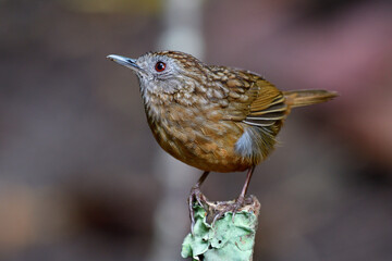 Fototapeta premium Beautiful camouflage brown bird perching on top of cut wooden stick in small stream, Streaked wren-babbler (Napothera brevicaudata)
