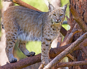 Obraz premium A bobcat on a fallen tree branch