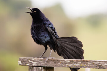 Broad-tailed Grackle displaying while perched on a wooden fence rail