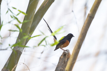 red winged blackbird