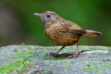 Beautiful camouflage brown bird in species of Pellorneidae family standing on green mossy rock in stream as its habitation living area, Streaked wren-babbler (Napothera brevicaudata)