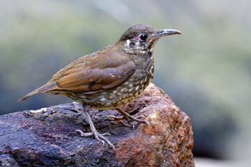 Beautiful long bills brown bird fully standing on rock with detai of stripe feathers showing fine details of its body wing head legs feet and tail, Dark-sided thrush (Zoothera marginata)