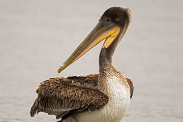 Brown pelican on the beach, pauses while preening