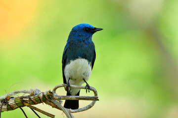 Beautiful male of Zappey's flycatcher (Cyanoptila cumatilis) colorful blue bird with white belly perching on vine branch showing its front view profile, fascinated nature
