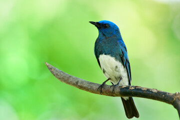 Beautiful migratory blue and white bird perching on sharp wooden stick while passing Thailand Leam Pak Bia Environmental Lerning Project in migration season