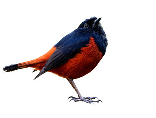 beautiful red and black bird with white spot on its head showing lovely action of tail wagging isolated on white background, White-capped water redstart (Phoenicurus leucocephalus)