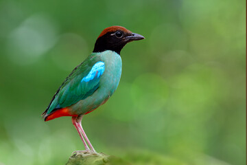 beautiful wild green bird with brown head black face and red tail fully standing on rock over fine blur background in nature, Hooded pitta (Pitta sordida)