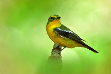 Beautiful yellow bird has green back and wings perching on tree branch with cute stances, Male of Green-backed Flycatcher (Ficedula elisae)