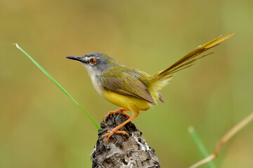 Beautiful yellow bird with long tail wagging up while perching on dried wooden pole in nature, Yellow-bellied prinia (Prinia flaviventris)