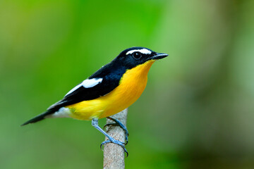 Beautiful yellow bird with black and white marking on its wings perching tree stick over fine blur green background in nature, Yellow-rumped flycatcher